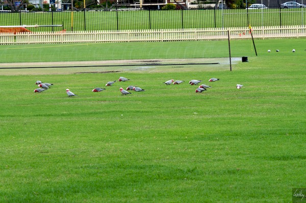 AustraliaEast 10  060